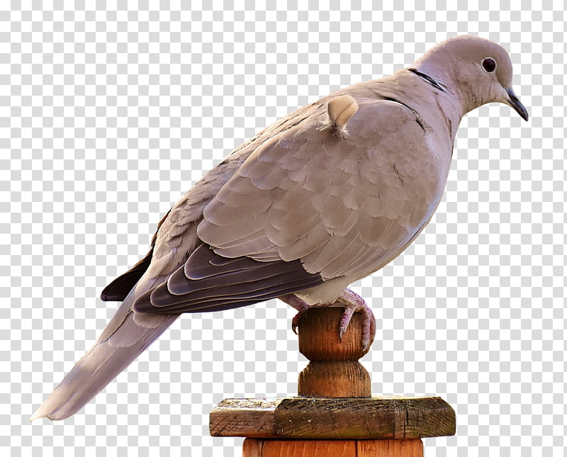 Dove Bird, Pigeons And Doves, Beak, Owl, Feather, Plumage, Eurasian Collared Dove, Mourning Dove transparent background PNG clipart