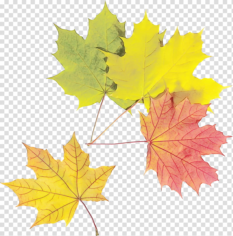 Autumn Leaves, Maple Leaf, Plane Trees, Symmetry, Family, Plane Tree Family, Black Maple, Woody Plant transparent background PNG clipart