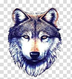 , wolf illustration transparent background PNG clipart