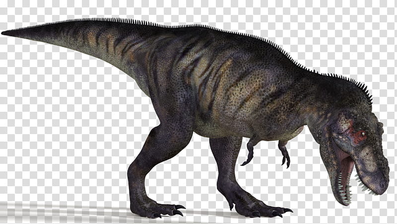 Tyrannosaurus , black and gray T-rex dinosaur illustration transparent background PNG clipart