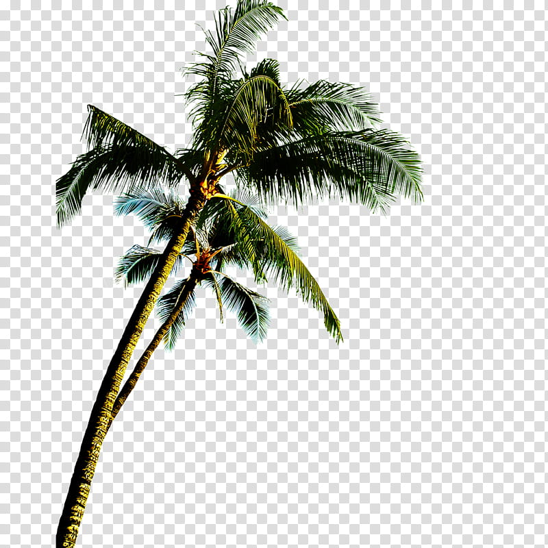Palm tree, Coconut, Plant, Arecales, Woody Plant, Leaf, Elaeis, Roystonea transparent background PNG clipart