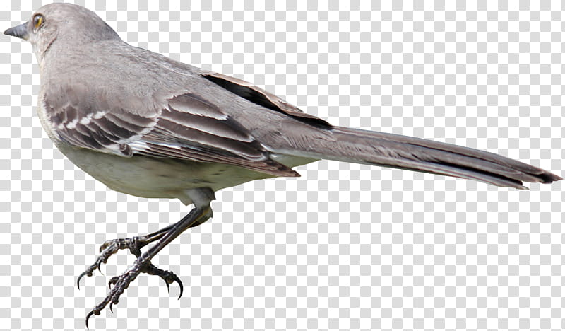 Mockingbird , gray bird art transparent background PNG clipart