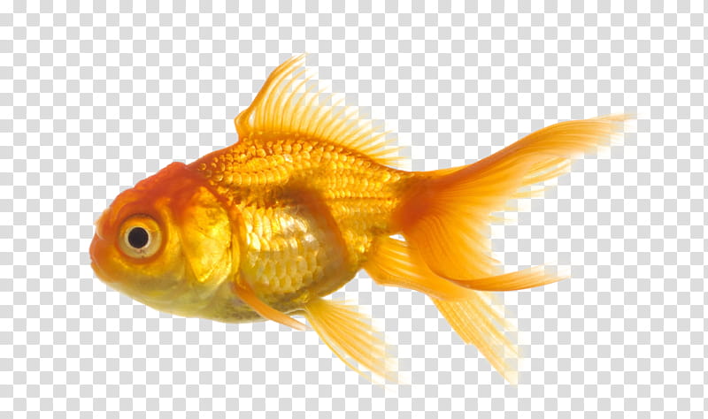 RECURSOS , gold fish transparent background PNG clipart