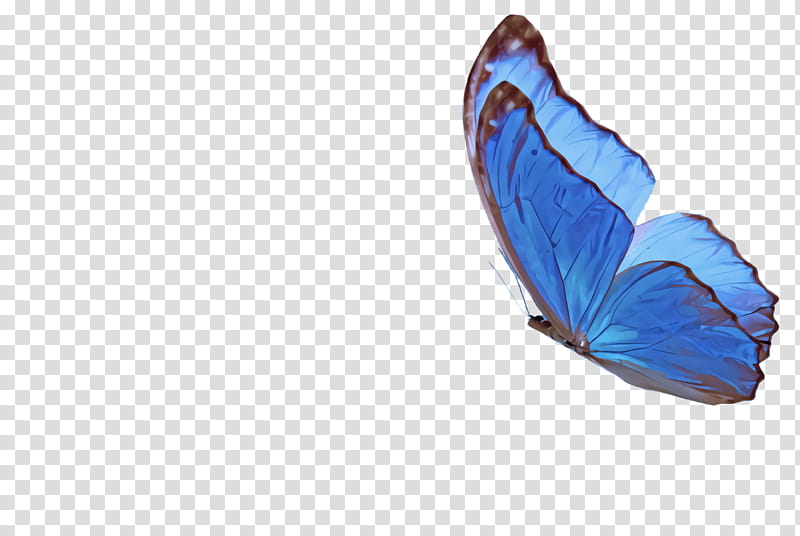 Feather, Blue, Leaf, Butterfly, Wing transparent background PNG clipart