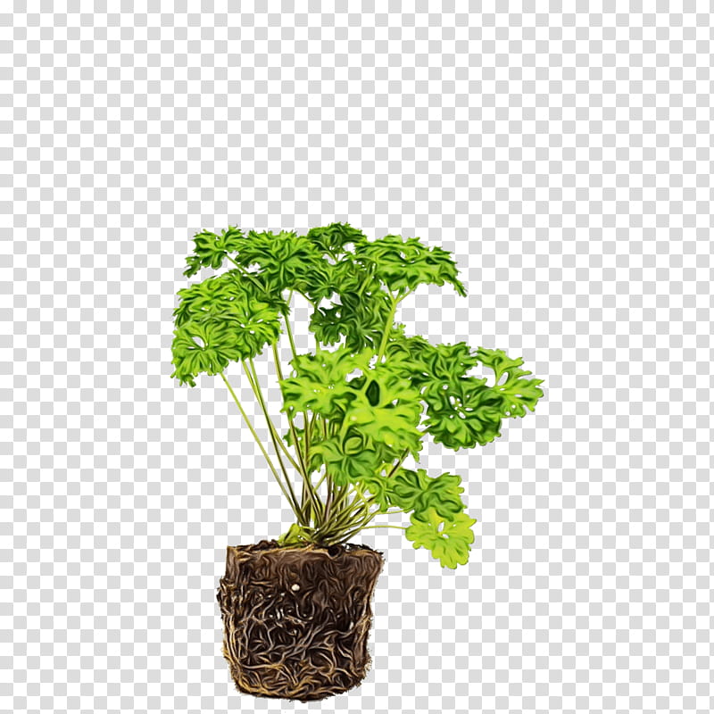 Family Tree, Parsley, Flowerpot, Houseplant, Leaf, Herb, Grass, Leaf Vegetable transparent background PNG clipart