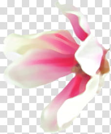Magnolia Set, pink petal flower illustration transparent background PNG clipart