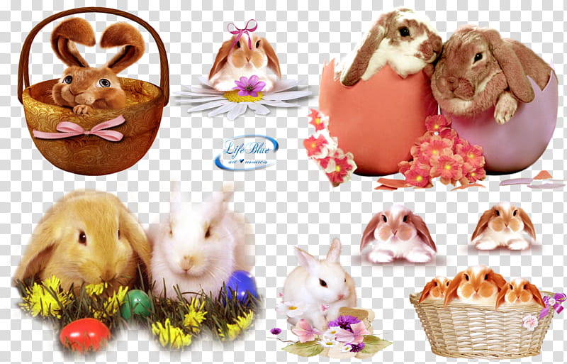 Easter bunnies, white and brown rabbits transparent background PNG clipart