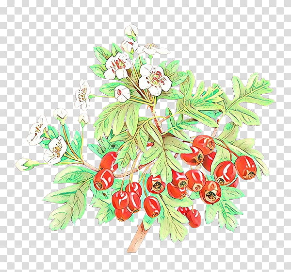 Flowers, Floral Design, Fruit, Branching, Plants, Leaf, Hawthorn, Tree transparent background PNG clipart