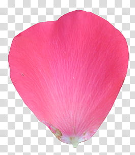 Aesthetic pink mega , pink petaled flower art transparent background PNG clipart