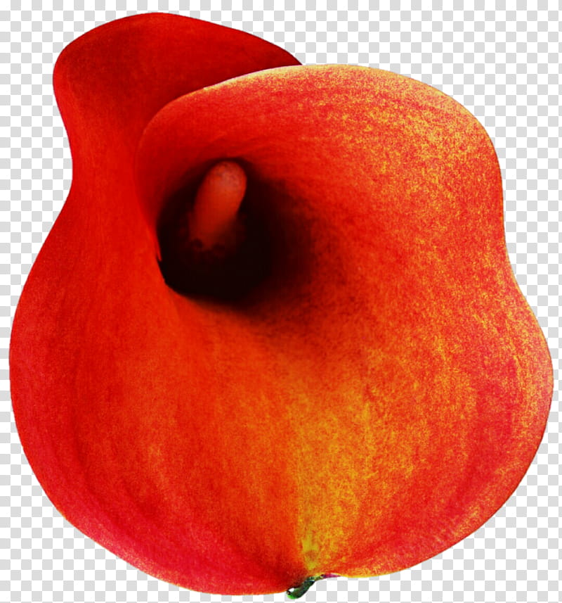 Orange Calla Lily transparent background PNG clipart