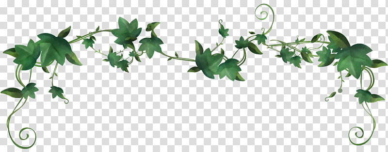 Ivy, Leaf, Plant, Flower, Holly, Ivy Family transparent background PNG clipart