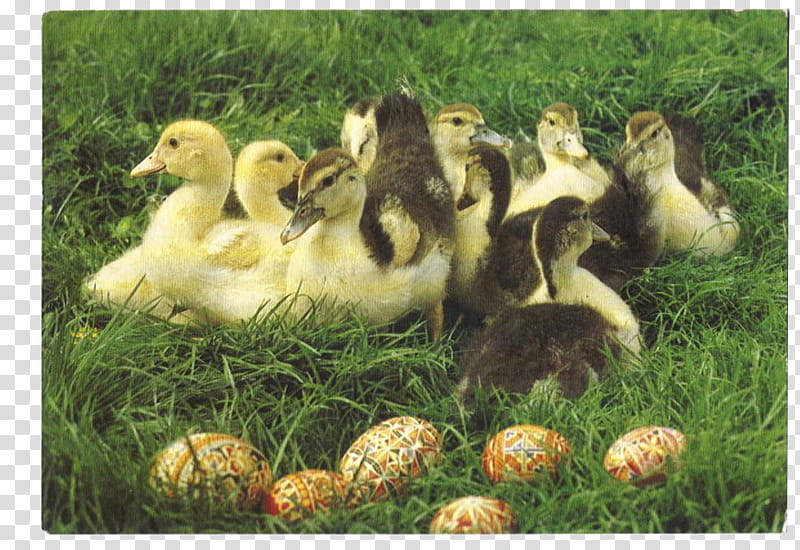 SET Postcards part, flock of ducklings near multicolored eggs on grass transparent background PNG clipart