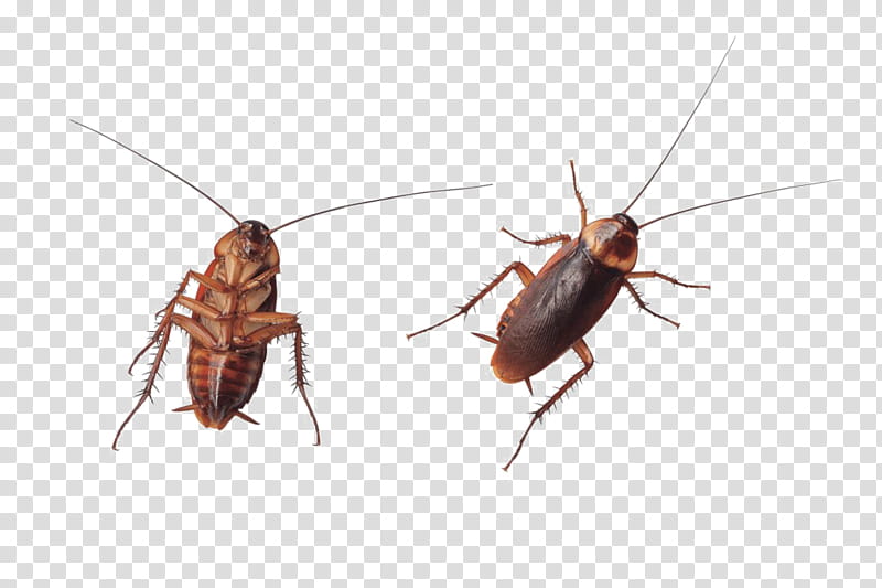 Wood, Cockroach, Pennsylvania Wood Cockroach, German Cockroach, Australian Cockroach, Insect, Pest, Miridae transparent background PNG clipart