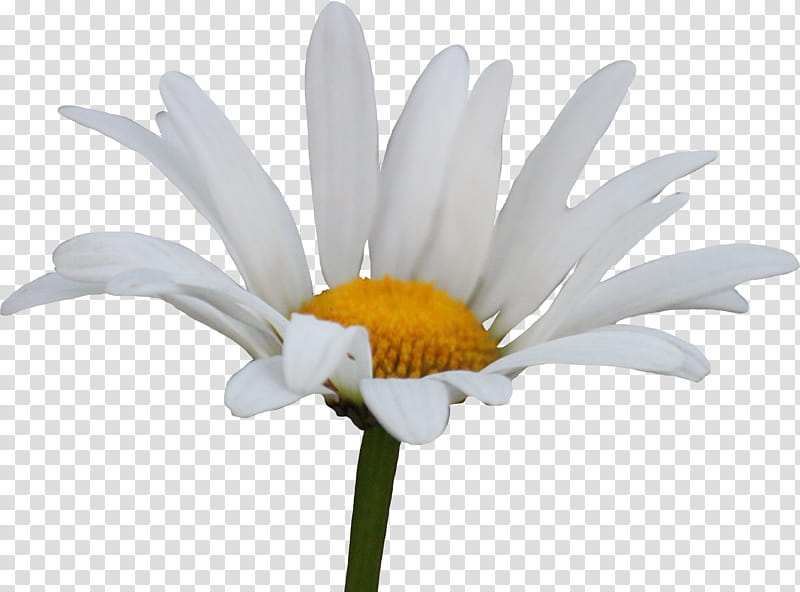 Shasta Daisy, white daisy flower in bloom transparent background PNG clipart
