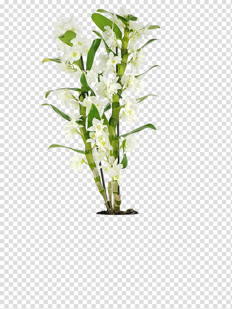 Flowers, Floral Design, Dendrobium, Plants, Orchids, Cut Flowers, Plant Stem, Vase transparent background PNG clipart