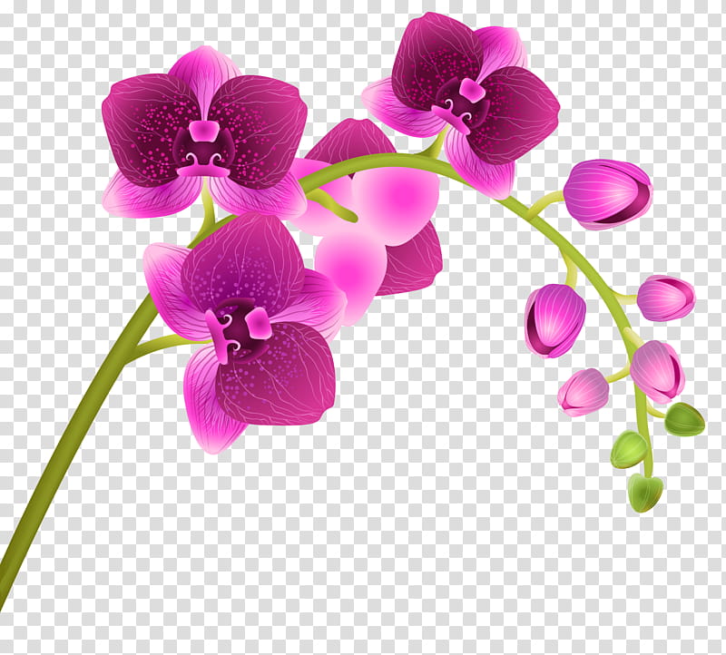 Pink Flower, Orchids, Moth Orchids, Plant, Seed Plant, Purple, Petal, Violet Family, Cut Flowers, Plant Stem transparent background PNG clipart