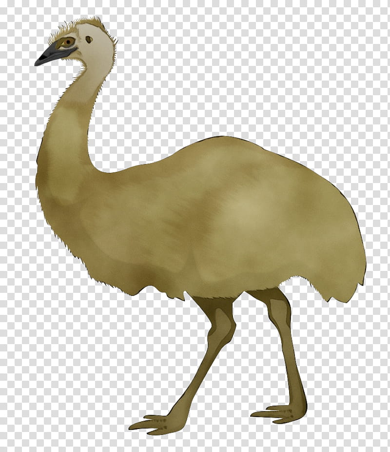 flightless bird bird ratite greater rhea beak, Watercolor, Paint, Wet Ink, Emu, Ostrich, Wildlife transparent background PNG clipart