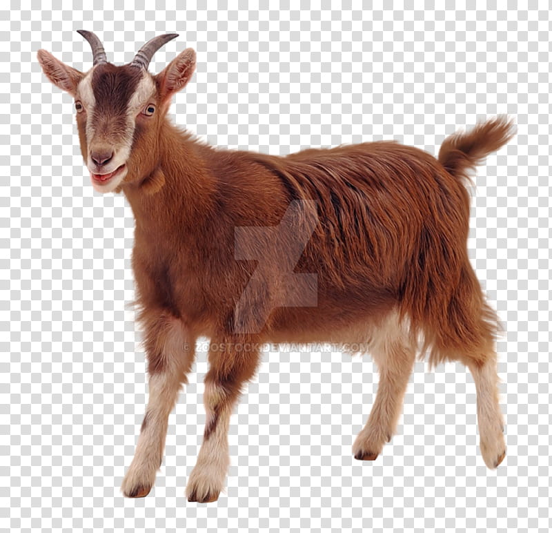 Goat, Sheep, Rove Goat, Pygmy Goat, Live, Caprinae, Goats, Feral Goat transparent background PNG clipart