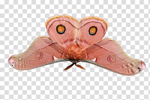 RNDOM, pink owl butterfly transparent background PNG clipart