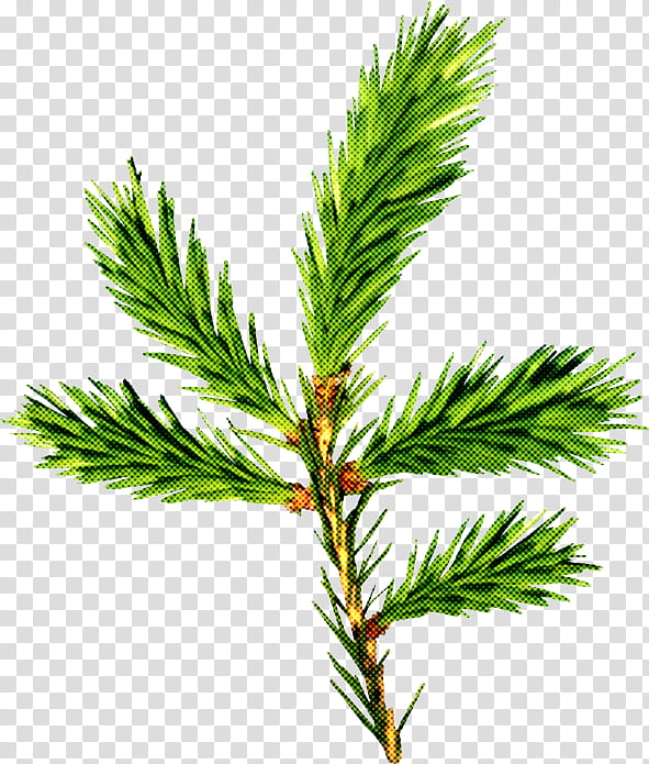 columbian spruce shortleaf black spruce white pine yellow fir jack pine, Loblolly Pine, Shortstraw Pine, Red Pine, Tree, Canadian Fir transparent background PNG clipart
