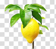 Plants X, yellow lime fruit transparent background PNG clipart
