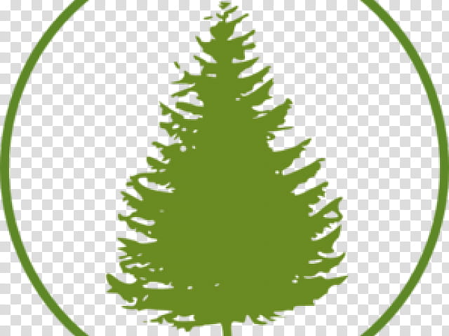 Christmas Tree, Christmas Day, Fir, Pine, Evergreen, Cedar, Yellow Fir, Oregon Pine transparent background PNG clipart
