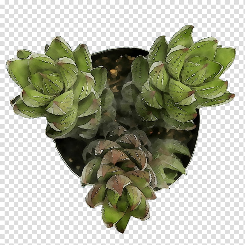 Rose Leaf, Plants, Flower, Echeveria, White Mexican Rose, Stonecrop Family, Succulent Plant, Pachyphytum transparent background PNG clipart