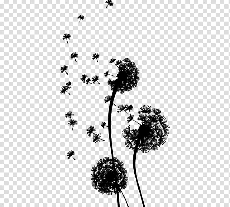 Black And White Flower, Life, Black White M, Existence, Literature, Ianos, Petal, Malliaris A Paideia Sa transparent background PNG clipart