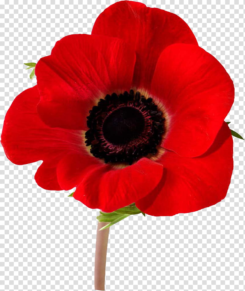 Memorial Day Poppy Flower, Armistice Day, Remembrance Poppy, Bleuet De France, World War I, World War I Centenary, Red Poppy, Common Poppy transparent background PNG clipart