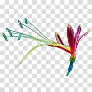 Bird Of Paradise, Flower, Color, Petal, Reportage, Data Compression, Plant, Crocus transparent background PNG clipart thumbnail
