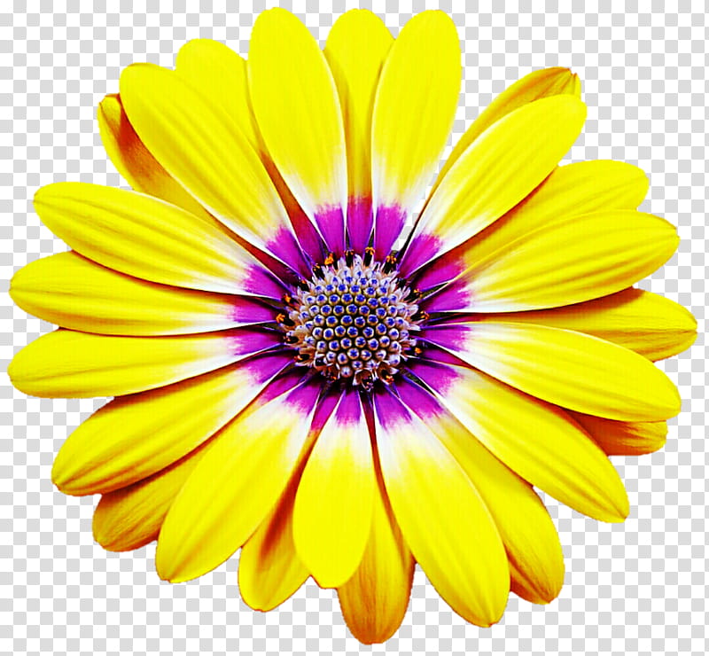 Yellow Summer Daisy transparent background PNG clipart