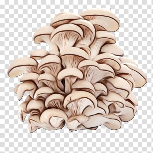 mushroom oyster mushroom agaricomycetes beige, Watercolor, Paint, Wet Ink transparent background PNG clipart