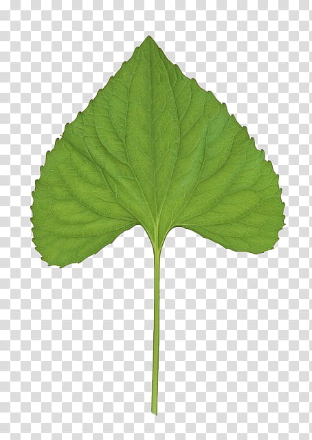 leaves P, green leaf transparent background PNG clipart