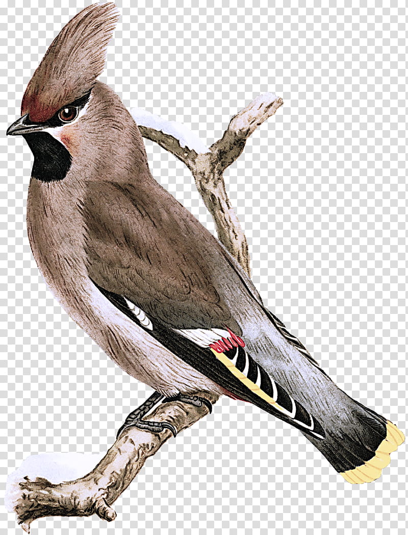 bird beak waxwing cedar waxwing perching bird, Bulbul transparent background PNG clipart