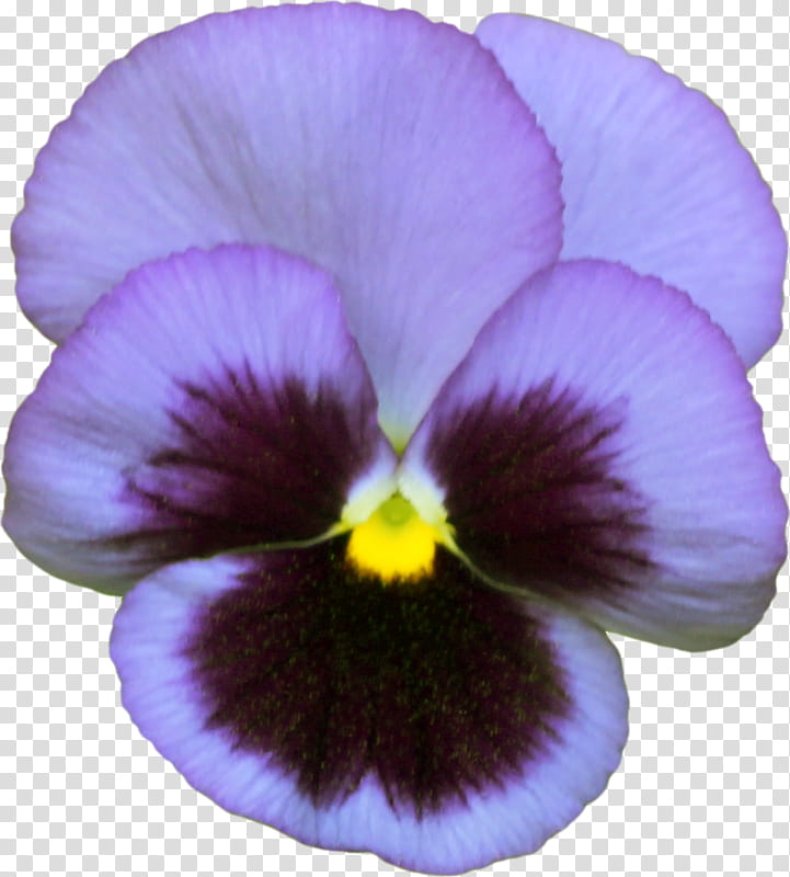 Drawing Of Family, Pansy, Violet, Flower, Color, Wild Pansy, Purple, Violet Family transparent background PNG clipart