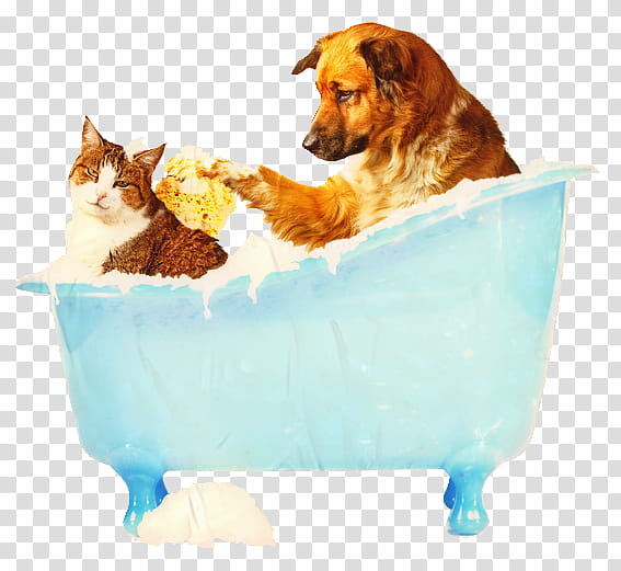 Dog And Cat, Dog Grooming, Pet, Animal Rescue Group, Veterinarian, Personal Grooming, Animal Shelter, Sporting Group transparent background PNG clipart