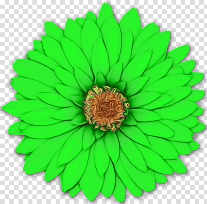 green flower leaf zinnia plant, Watercolor, Paint, Wet Ink, Gerbera, English Marigold, Petal, Flowering Plant transparent background PNG clipart