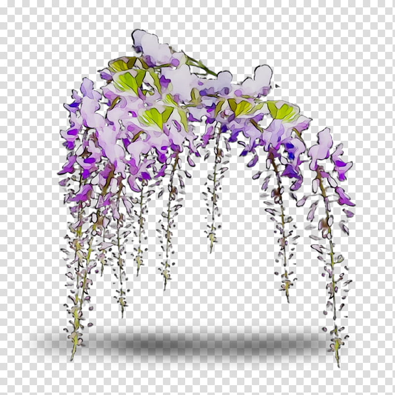 Flowers, Floral Design, Cut Flowers, Purple, Plants, Wisteria, Lavender, Violet transparent background PNG clipart