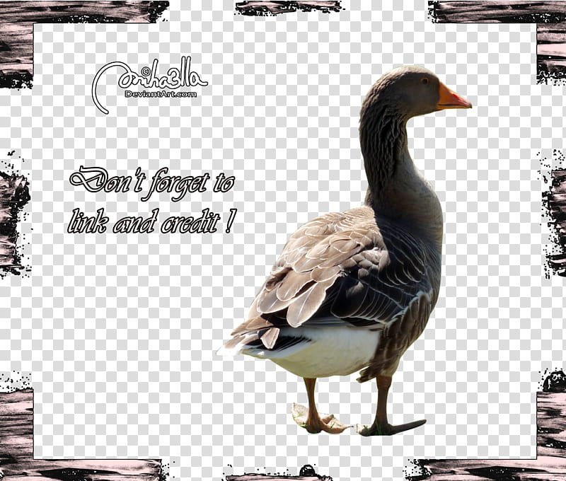 Goos precut, brown and white duck transparent background PNG clipart