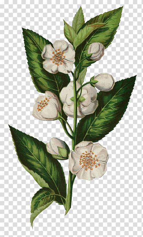 white petaled flowers close-up transparent background PNG clipart