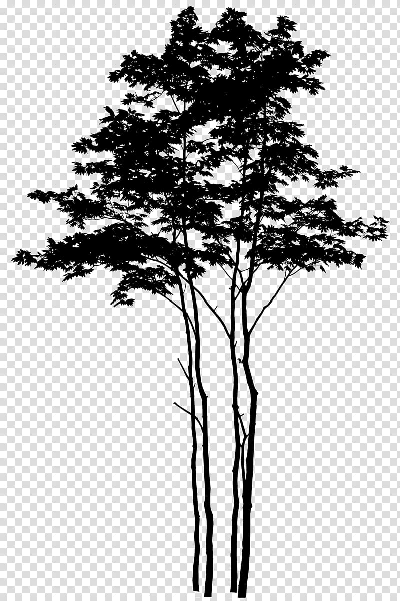 Pine Tree Silhouette, Branch, Cedar, Acer Japonicum, Plants, Coconut, Pine Family, Woody Plant transparent background PNG clipart