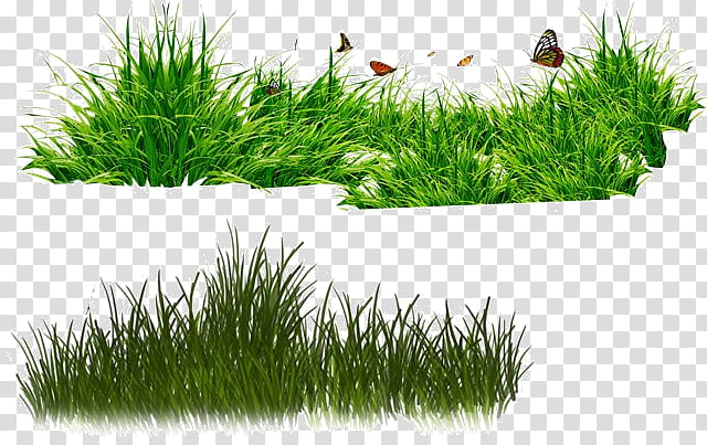 Drawing Of Family, Lawn, Grasses, Blog, Patch, Plant, Grass Family, Aquarium Decor transparent background PNG clipart