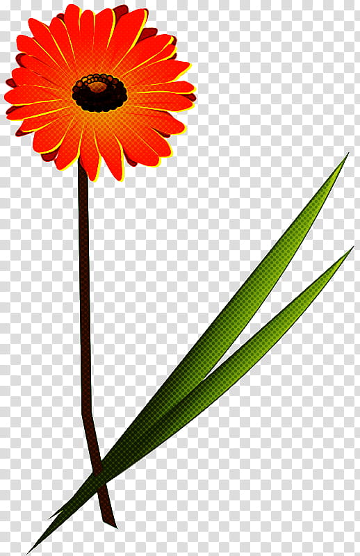 Orange, Barberton Daisy, Flower, Gerbera, Plant, Cut Flowers, Plant Stem, English Marigold transparent background PNG clipart