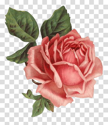 Flores En, pink rose illustration transparent background PNG clipart
