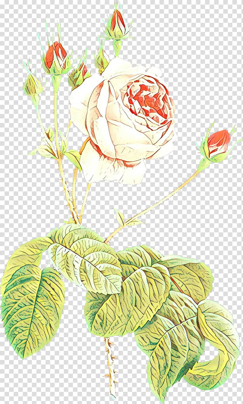 Bouquet Of Flowers Drawing, Cartoon, Garden Roses, Cabbage Rose, Floral Design, Cut Flowers, Flower Bouquet, M02csf transparent background PNG clipart