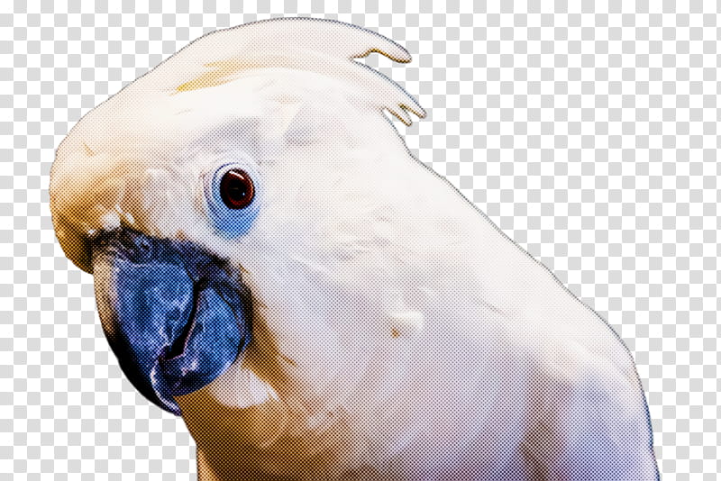 bird beak cockatoo parrot parakeet, Wing, Budgie transparent background PNG clipart