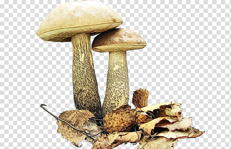 Mushroom, Watercolor, Paint, Wet Ink, Brown Cap Boletus, Edible Mushroom, Birch Bolete, Fungus transparent background PNG clipart
