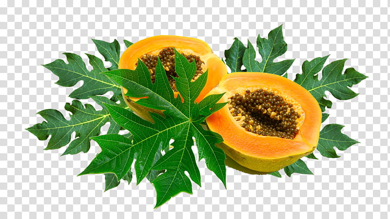 Papaya Leaf, Food, Drawing, Vitamin, Fruit, Natural Foods, Royaltyfree, Vegetable transparent background PNG clipart