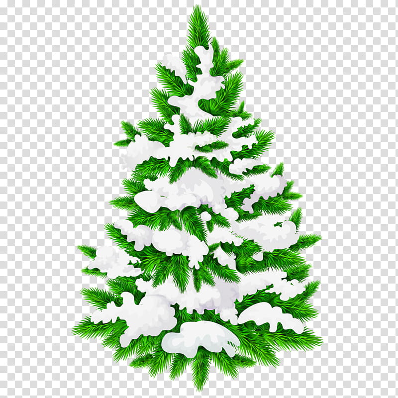 Christmas tree, Shortleaf Black Spruce, Colorado Spruce, White Pine, Yellow Fir, Oregon Pine, Balsam Fir, Canadian Fir transparent background PNG clipart