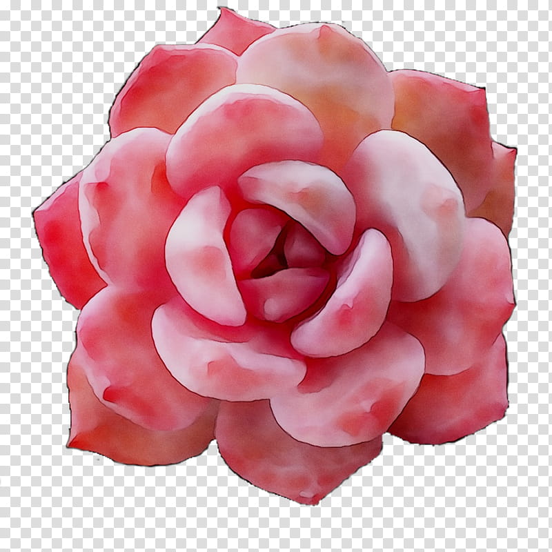 Pink Flower, Garden Roses, Cut Flowers, Petal, Pink M, Begonia, Plant, Hybrid Tea Rose transparent background PNG clipart